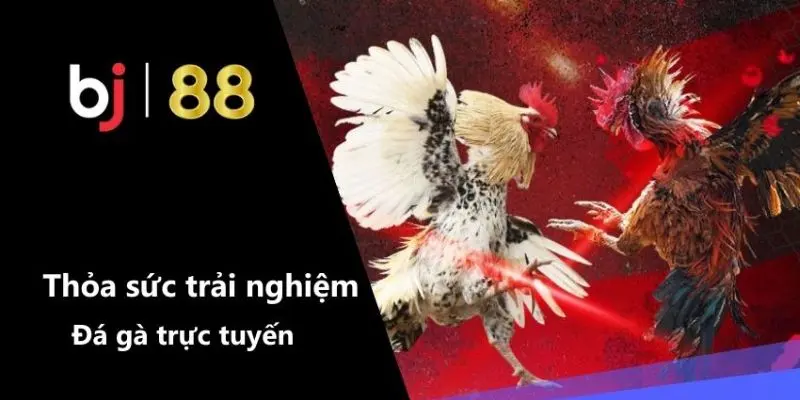 Top 3 thể loại đá gà phổ biến tại trang đá gà BJ88
